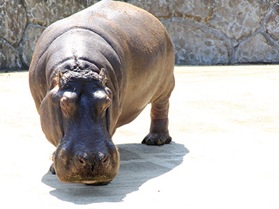 東武動物公園