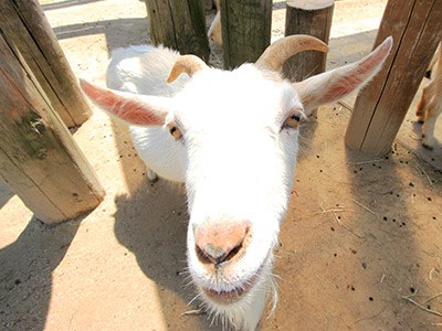 東武動物公園