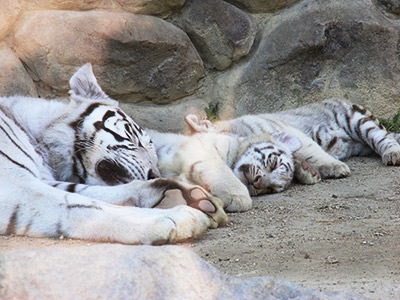 東武動物公園