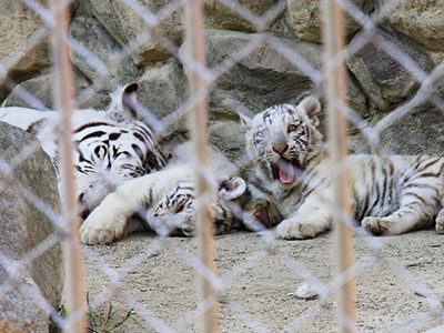 東武動物公園
