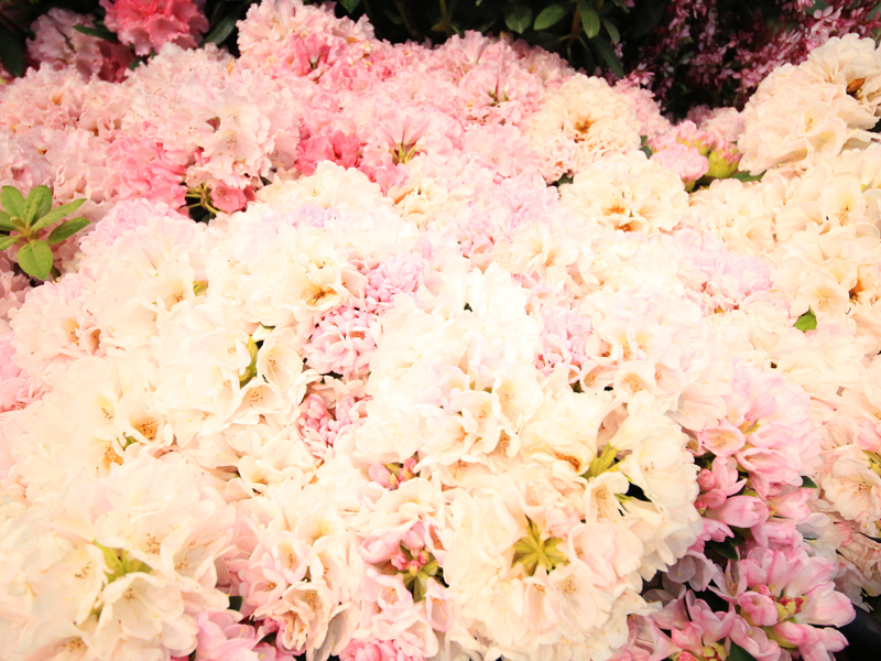 国際薔薇とガーデニンショー