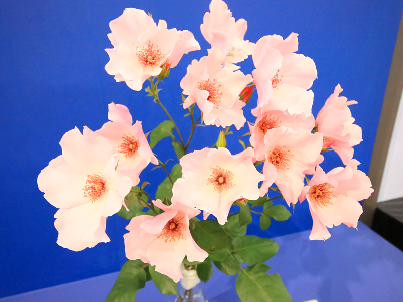 国際薔薇とガーデニンショー