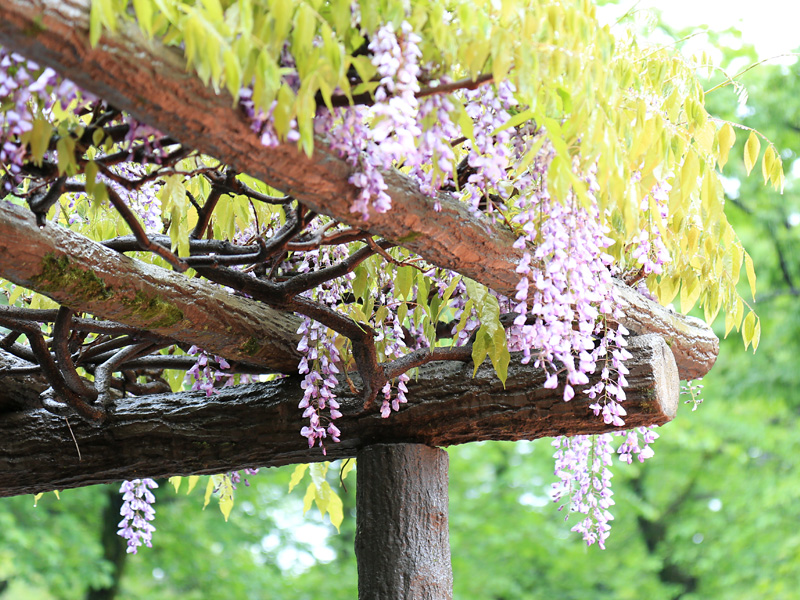 川越七福神巡り第三弾 喜多院 (大黒天)編