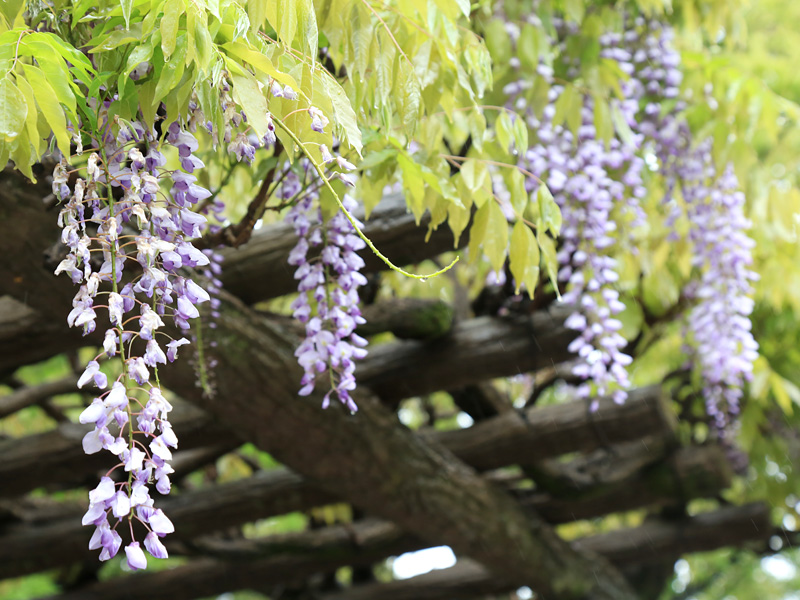 川越七福神巡り第三弾 喜多院 (大黒天)編