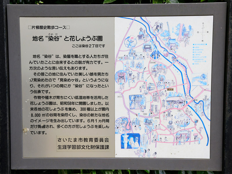 白間りほ 染谷花しょうぶ園