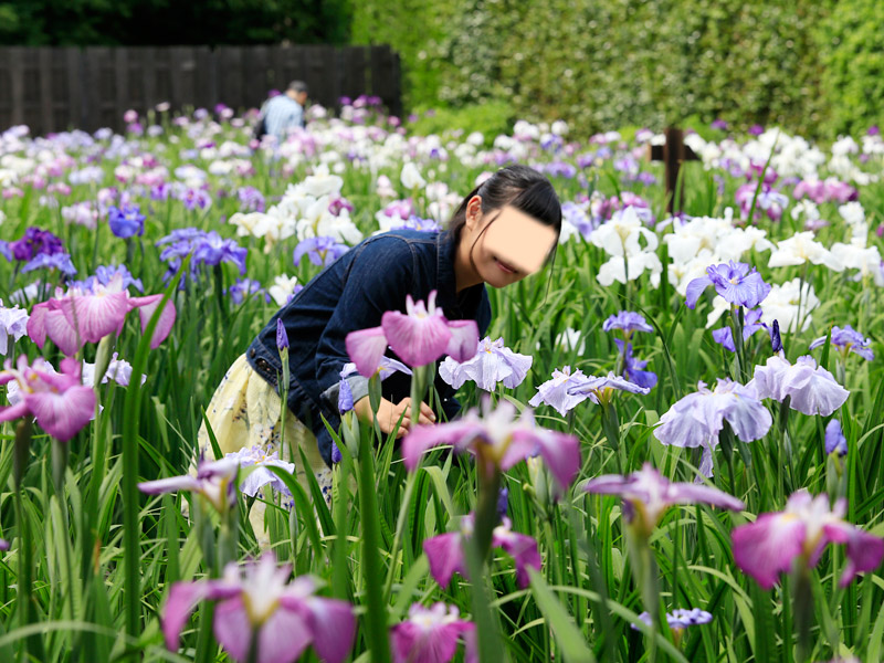 白間りほ 染谷花しょうぶ園