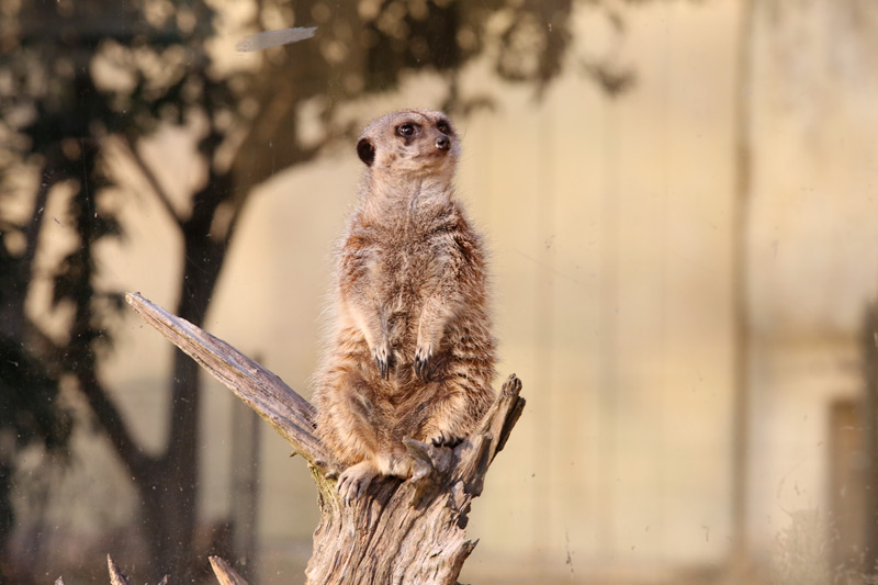 東武動物公園その1