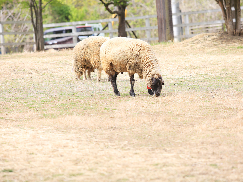 秩父 羊山公園