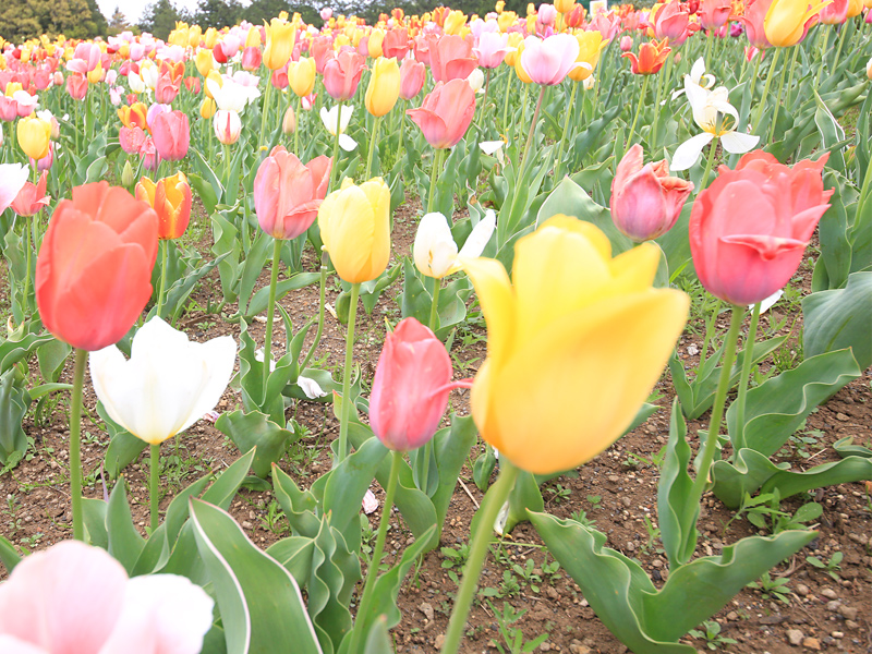 秩父 羊山公園