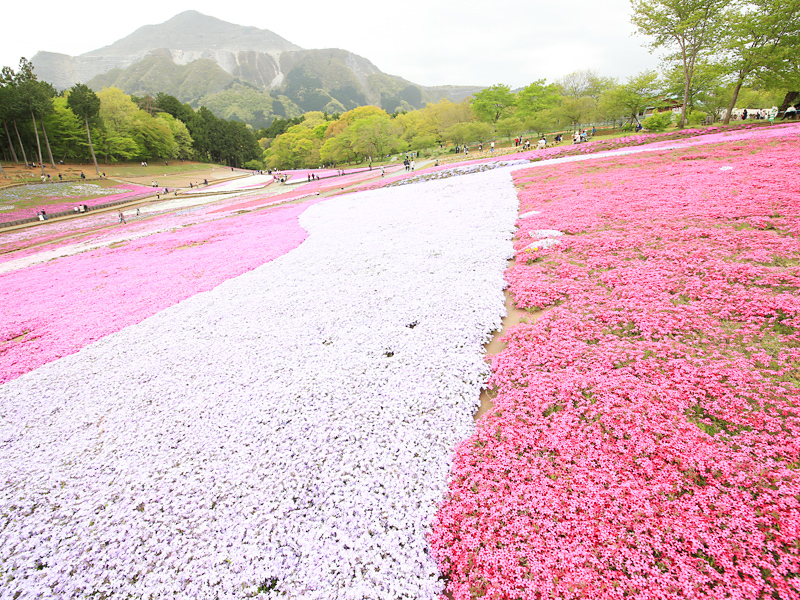 秩父 羊山公園