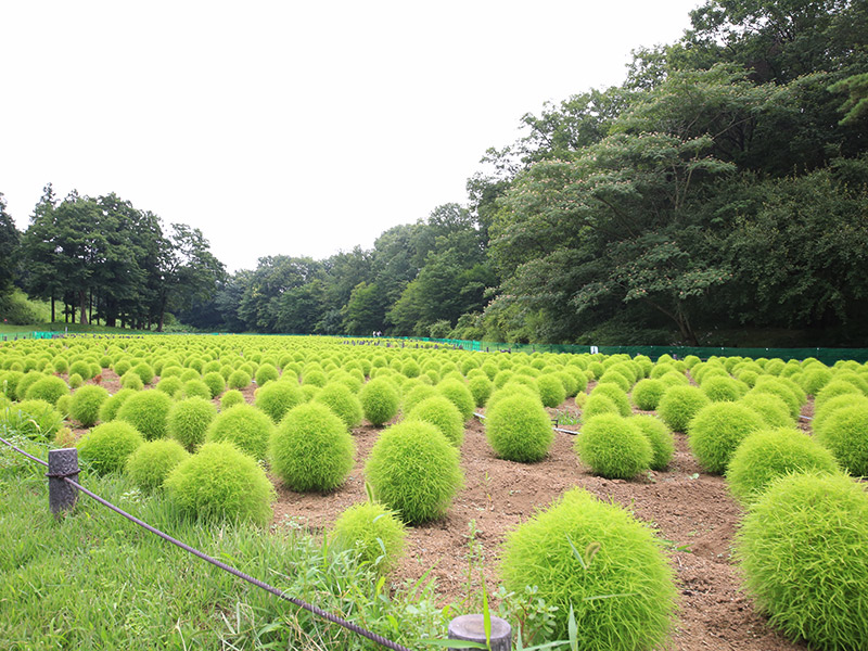 国営武蔵丘陵森林公園-中央口編