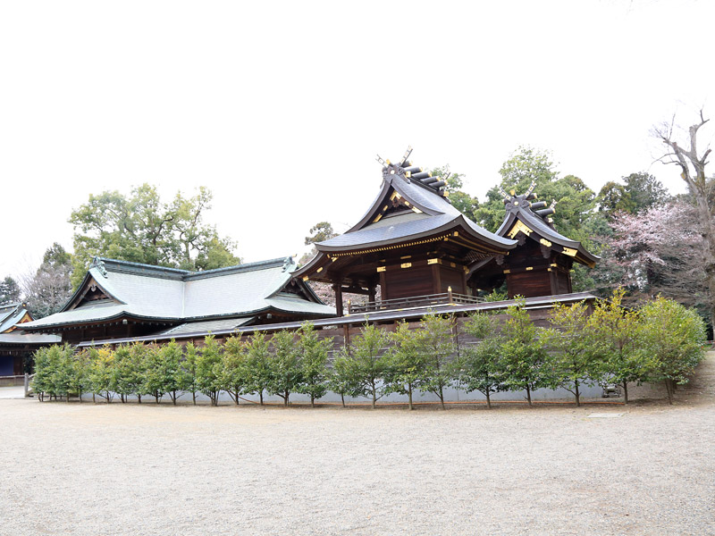 鷲宮神社 お花見