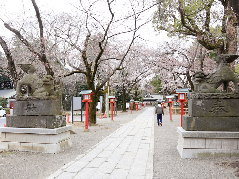 鷲宮神社 お花見