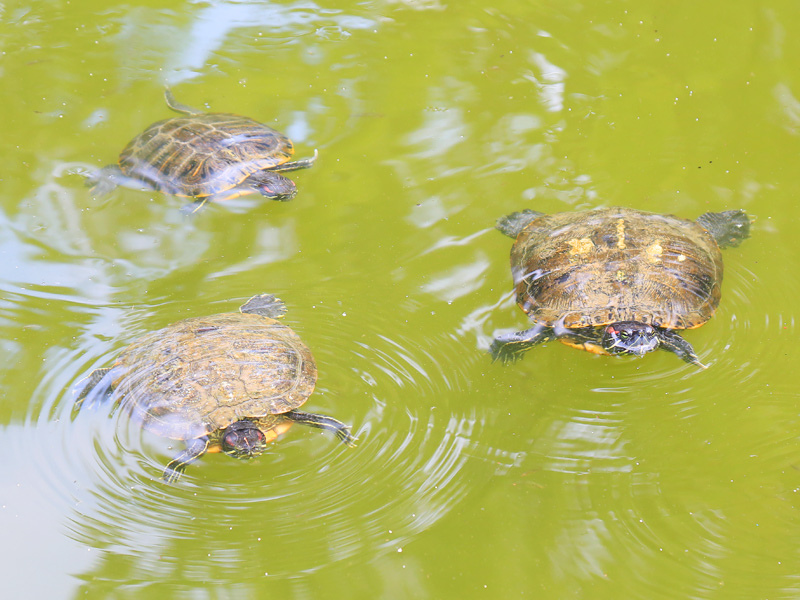 埼玉県北浦和公園