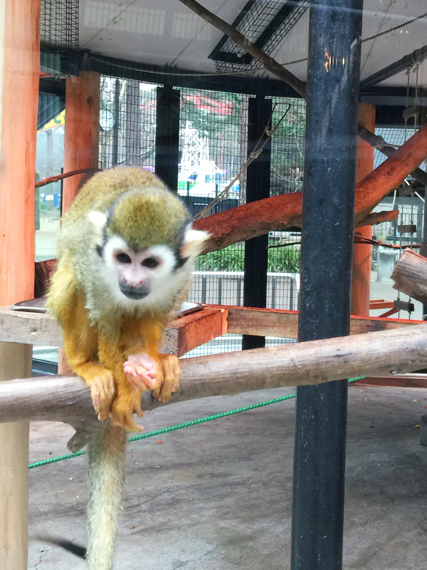 おお大宮公園小動物園・氷川神社