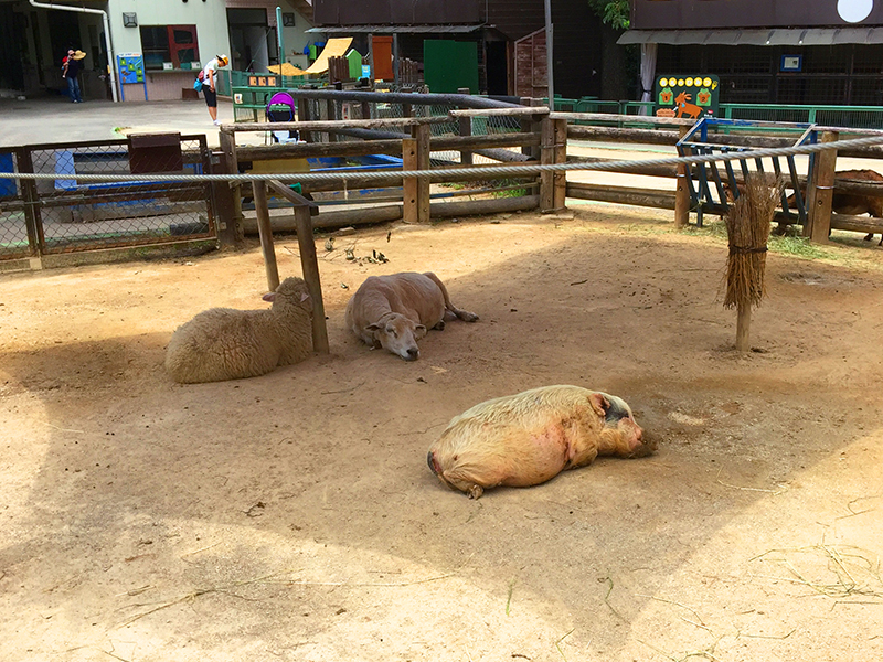こども動物自然公園