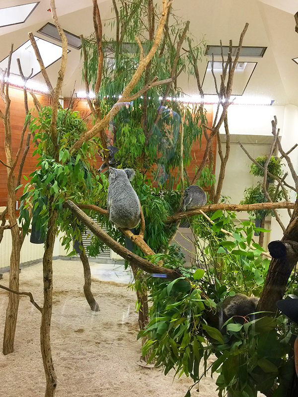 こども動物自然公園